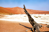 Namib-Naukluft Park Dead Vlei Trees