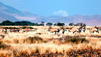 Beisa Oryx in Namibia